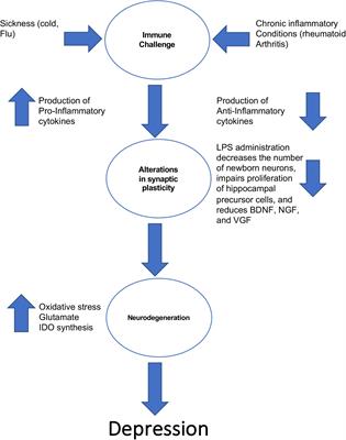 Exploring the Potential Antidepressant Mechanisms of TNFα Antagonists